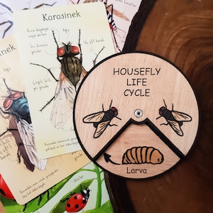 Ciclo de Vida HouseFLy de Madeira Educação Montessori