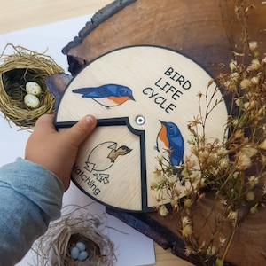 Cycle de vie des oiseaux en bois, éducation Montessori