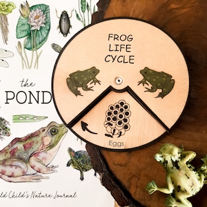 Cycle de vie de la grenouille en bois, éducation Montessori