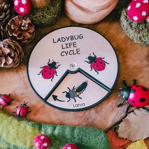 Cycle de vie des coccinelles en bois, éducation Montessori