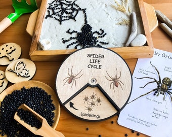 Wooden Spider Life Cycle Montessori Education