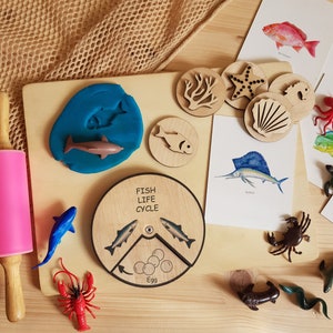 Cycle de vie du poisson en bois, éducation Montessori