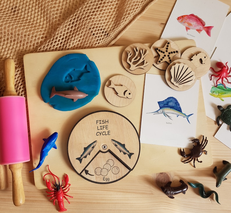 Może przedstawiać: Drewniana zabawka przedstawiająca cykl życia ryb z obracającym się kołem pokazującym etapy życia ryby, od jaja do dorosłego osobnika. Zabawka otoczona jest innymi zabawkami o tematyce oceanicznej, w tym gwiazdą morską, muszlą, koralowcem, niebieskim delfinem, czerwonym homarem, krabem i konikiem morskim. Zabawka idealnie nadaje się do nauki dzieci o cyklu życia ryb.
