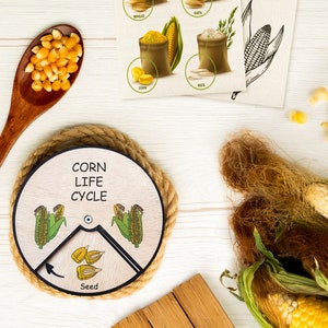 Cycle de vie du maïs en bois Éducation Montessori
