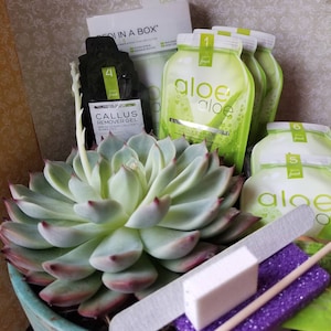 May include: A succulent plant in a teal pot with a variety of aloe vera products, including a nail file, a wooden stick, and a purple sponge. The products are labeled "aloe aloe" and "fresh".