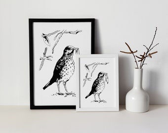 Song Thrush Wormcatcher - black pen illustration, hand drawn wall art. British Garden Birds