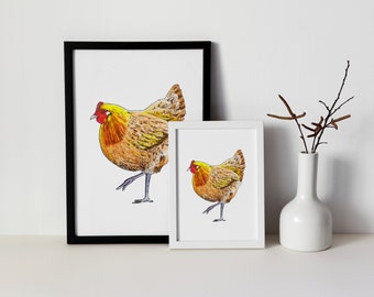 Orpington Chicken - Fine art Illustration prints A4 and A5 available. Wall art, pen & ink illustration. Farm animals.