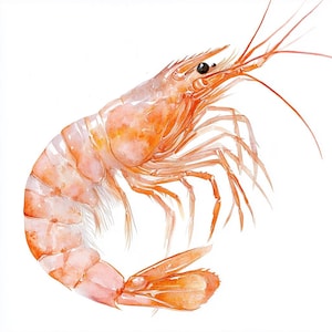 Shrimp, Printable Watercolor clipart, 10 High Quality Watercolor JPGs, Paper crafts, Card Making