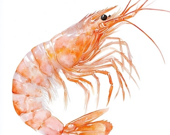 Shrimp, Printable Watercolor clipart, 10 High Quality Watercolor JPGs, Paper crafts, Card Making