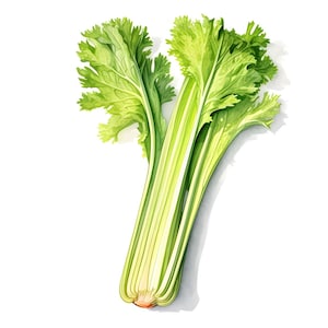 May include: A bunch of fresh green celery stalks with leaves. The celery is arranged in a Y shape with the stalks bundled together at the bottom.