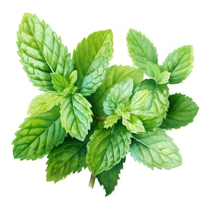 Feuilles de menthe fraîche, botanique à base de plantes, ensemble de cliparts aquarelle imprimable, 10 fichiers JPG aquarelles de haute qualité, créations en papier, fabrication de cartes