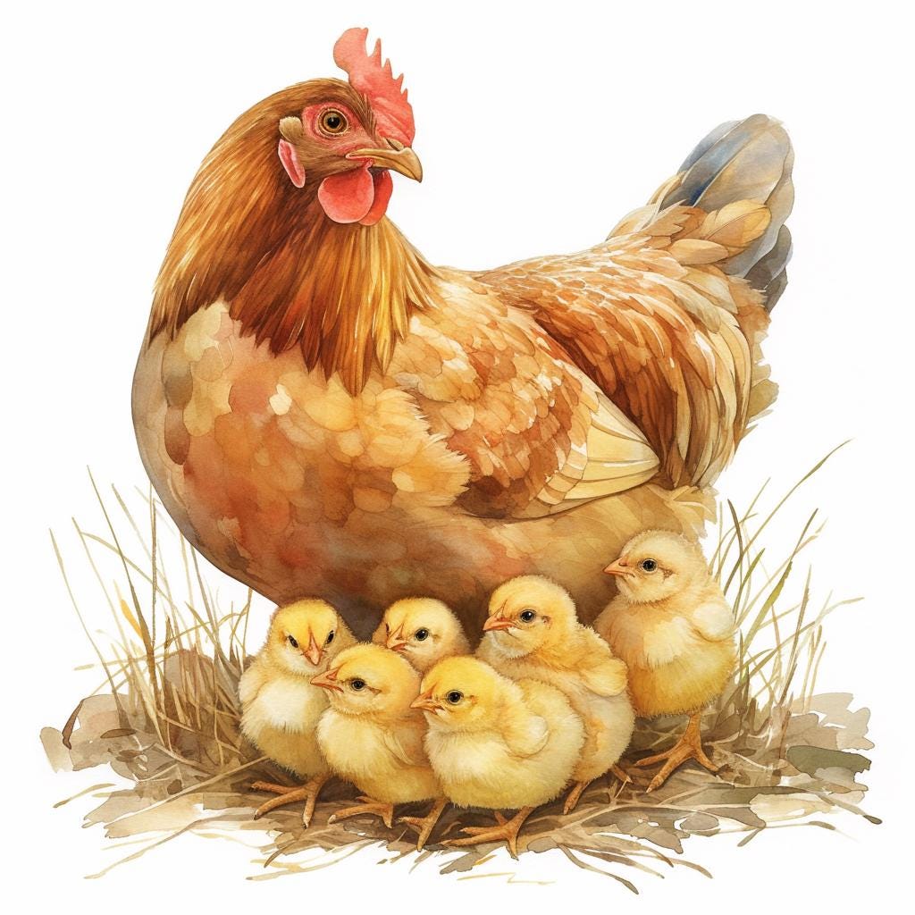 Hen and Chicks, Mother Hen, Printable Watercolor Clipart Bundle, 10 ...