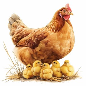 May include: A brown hen with a red comb and wattles stands over five yellow chicks. The hen has a brown and white feathered pattern. The chicks are all facing the camera and have fluffy yellow feathers.