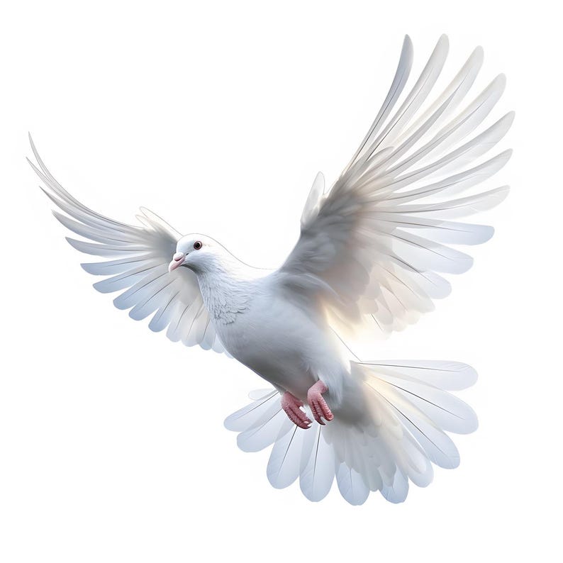 Könnte beinhalten: Eine weiße Taube im Flug, die Flügel weit ausgebreitet. Das Gefieder des Vogels ist reinweiß, mit feinen Schattierungen. Die rosa Füße und der Schnabel der Taube sind sichtbar. Der Hintergrund ist weiß, was die anmutige Form der Taube hervorhebt.