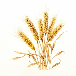 May include: A watercolour illustration of a small bundle of golden wheat stalks. The stalks feature detailed, textured grain heads in shades of yellow and brown, with long, thin, light brown leaves extending from the base of the stems.