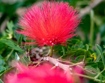 Photograph of Calliandra, "tree with puffs" taken on the island of Reunion. Gift idea wall decoration photo nature.