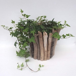 May include: A green ivy plant growing in a planter made of driftwood sticks.