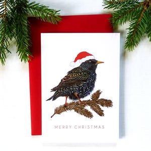 Elegante biglietto di Natale con storno, uccello canterino con cappello da Babbo Natale, tema ornamento naturale, decorazione con ramo di conifera, regalo unico per osservatori di uccelli