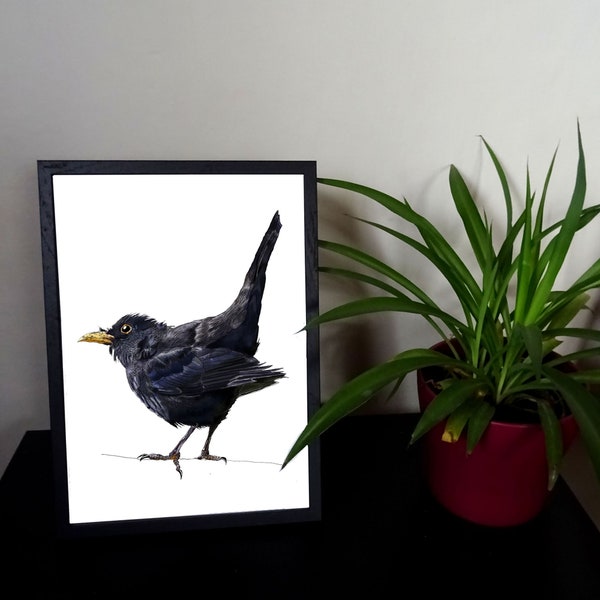 Common Blackbird Male Print, Garden Bird Wall Decor to Frame, Nature Illustration Hand-Printed, Woodland Nursery Art, Wildlife Lover Gift