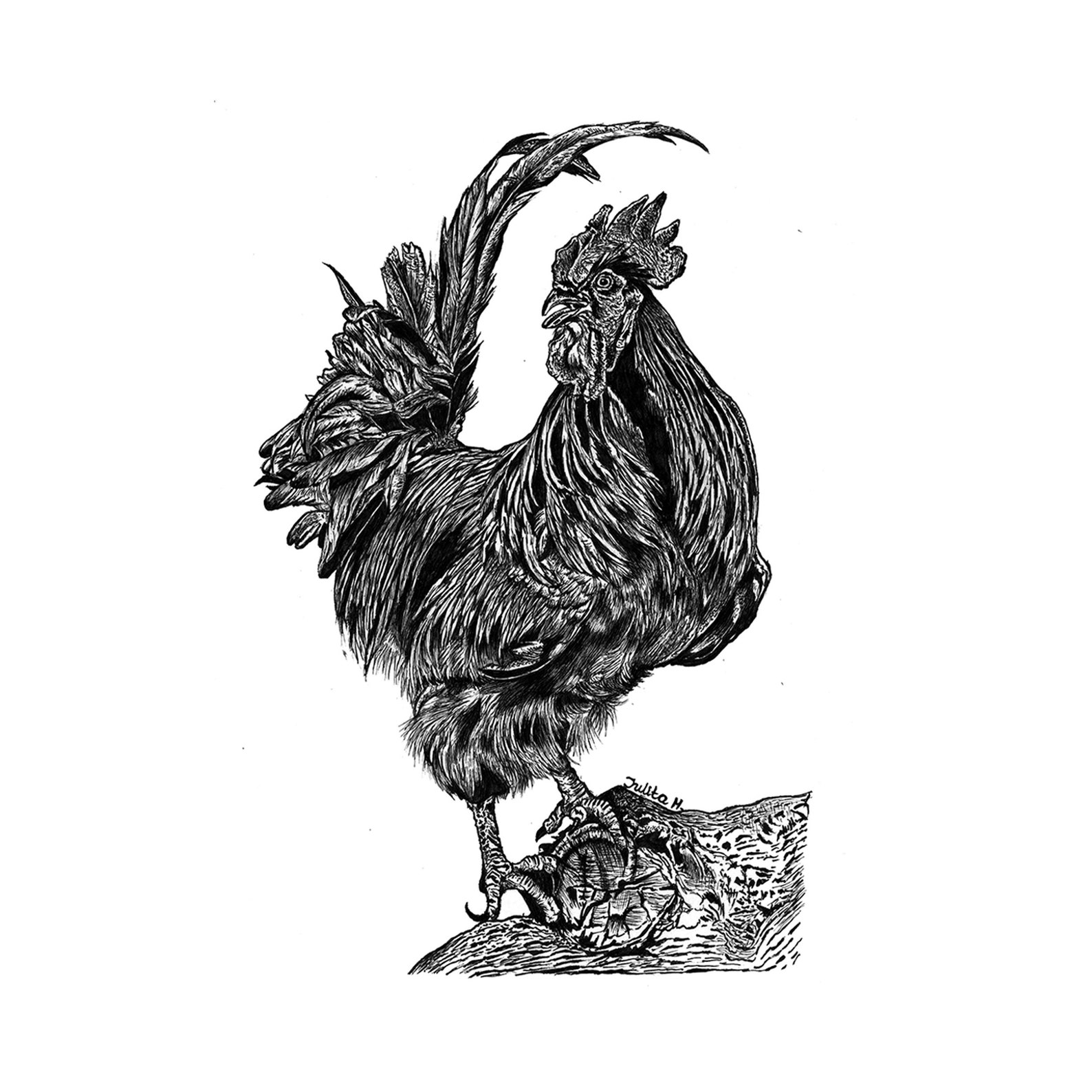 Gallic Rooster A5 Original Drawing for Farm Animal Lover Wall - Etsy