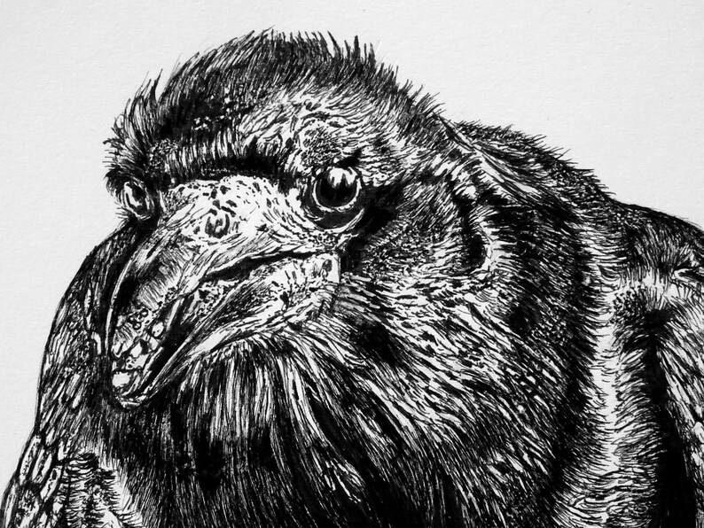 The Rook Bird Original Drawing for Corvid Lover Wall Decor | Etsy