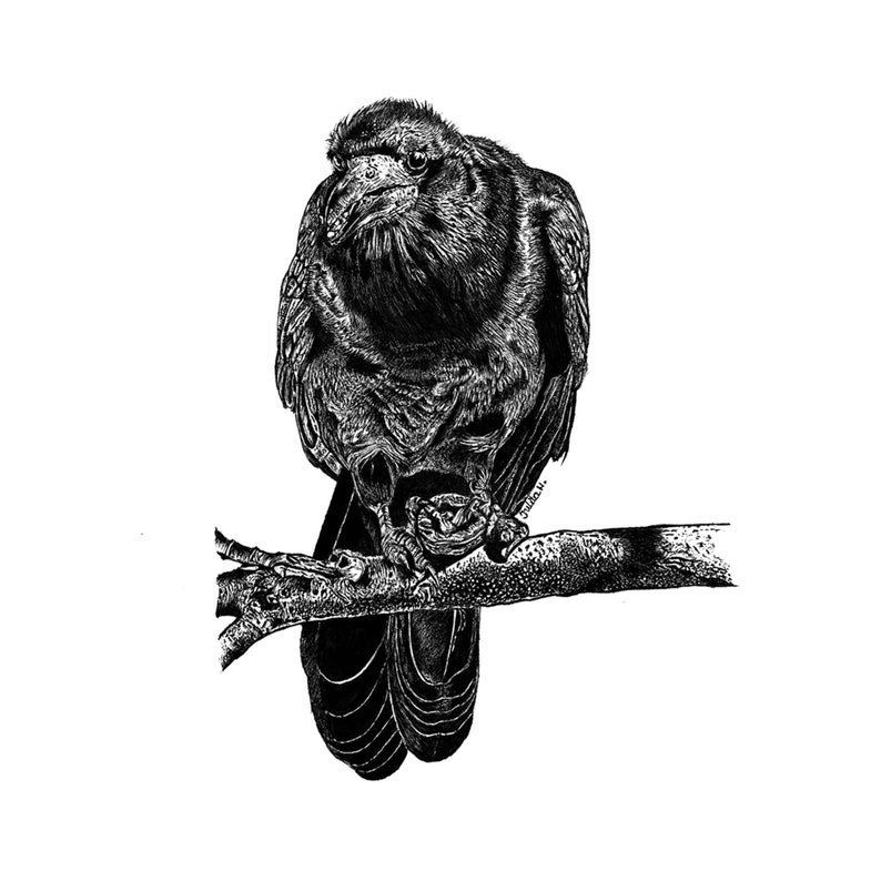 The Rook Bird Original Drawing for Corvid Lover Wall Decor | Etsy