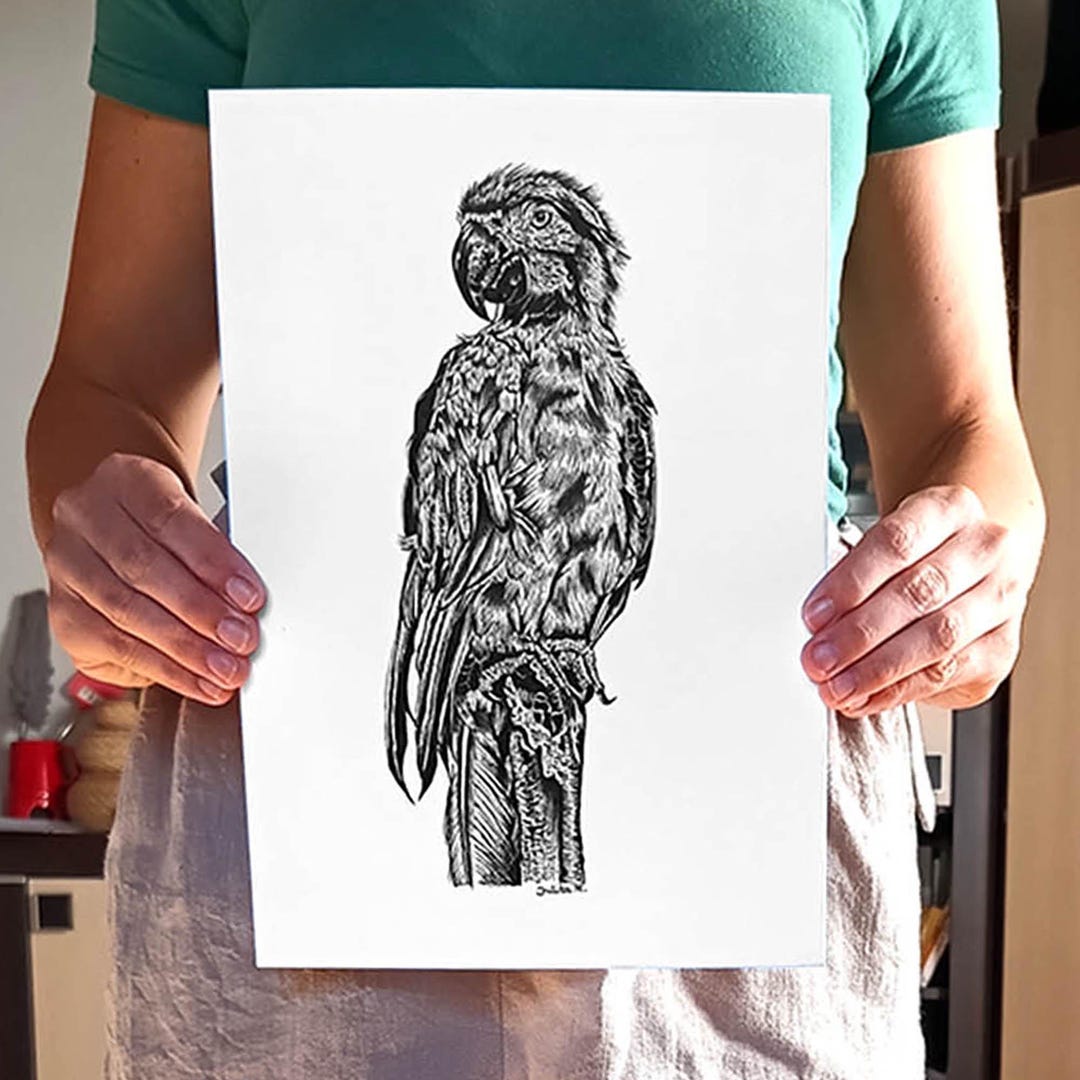Ara Parrot Realistic Drawing, Tropical Bird Illustration, Blue and Gold ...