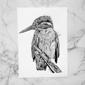 以下が含まれることがあります： 枝に止まっているカワセミの白黒のペン画。鳥は左を向いており、羽根が詳細にリアルに描かれている。