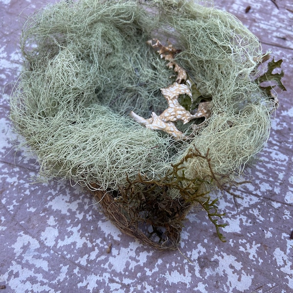 Real Birds nest (made from Usnea)