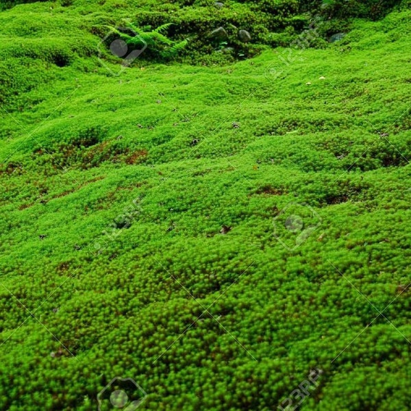 2 Gallon Bags Live Moss Kit, organic Oregon Forest Grown, (gently stuffed and the most beautiful)