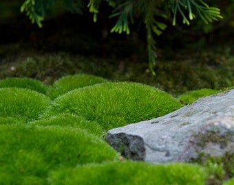 12x12 LIVING MOSS the Freshest , Most Verdant Selectively Harvested From  Our Home in the Deep Pacific Northwest Mountains 