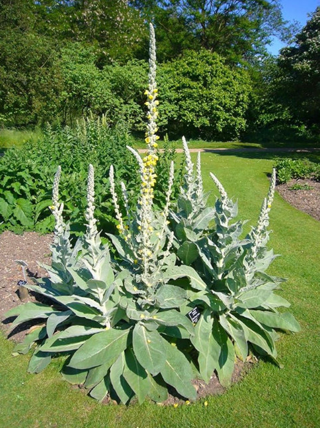 1000 Oregon Mullein Seeds Organic, All Natural. 100% Viable - Etsy