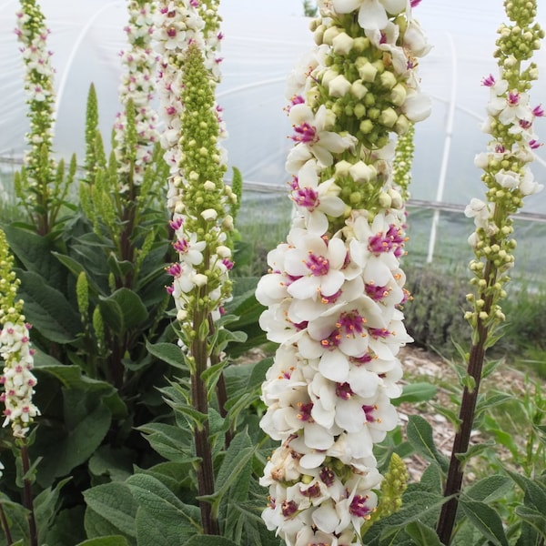 10,000 Moth Mullein Seed (Verbascum blattaria) , Organic Wild Flowers, Attract Dragon-Flies (Enough for 2 acres)