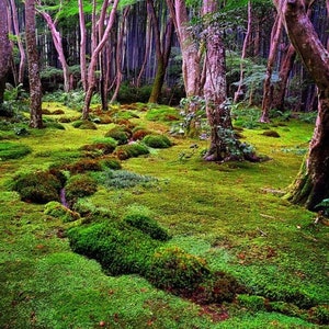 12"x12" LIVING MOSS The Freshest , Most Verdant Selectively Harvested from Our Home In the Deep Pacific Northwest Mountains