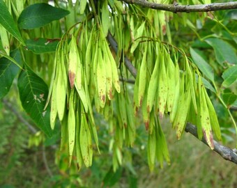 500 White Ash Tree Seeds (Fraxinus americana) – Bow and Arrow Wood