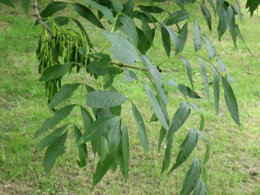 250 Seeds American White Ash Tree Seeds fraxinus Americana Etsy