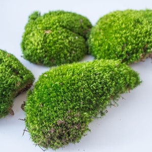 Live Cushion Moss, 40x25x10cm, Terrarium moss, SYBASoil, Bun moss, Pillow moss, Mood moss