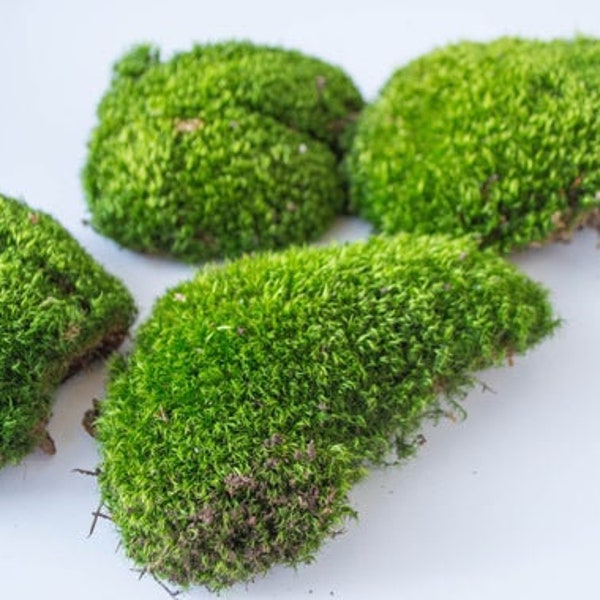 3 Square Feet LIVING Patch Moss Pillow Moss Bun Moss Cushion Moss Natural Green Decorative Real Weddings