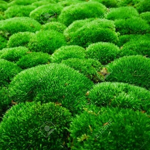 15 Square Feet LIVING Patch Moss Pillow Moss Bun Moss Cushion Moss Natural Green Decorative Real Weddings