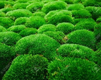 800 Square Feet LIVING Forest Moss FREE SHIPPING!!! Organic Green Landscaping