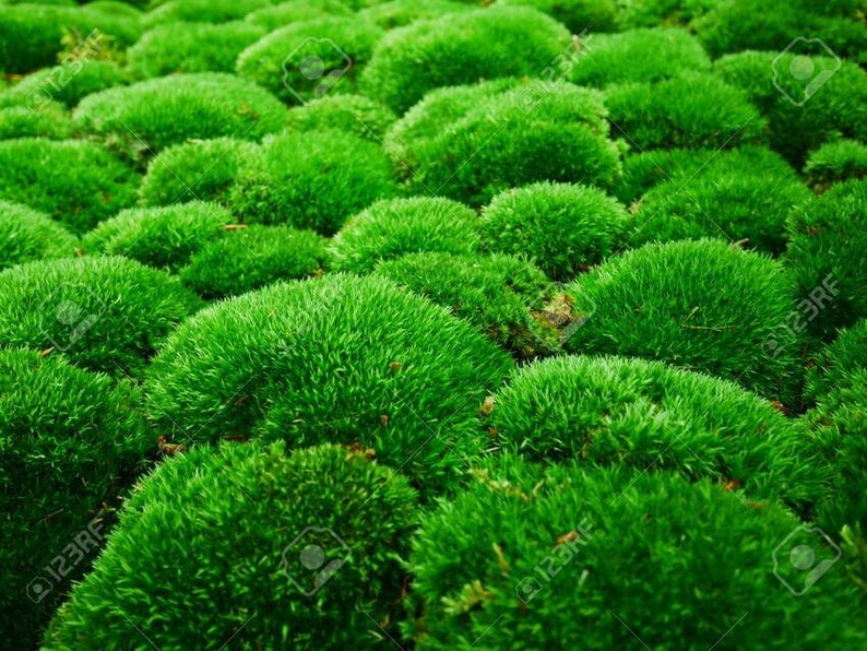 20 Square Feet LIVING Patch Moss Pillow Moss Bun Moss Cushion Etsy