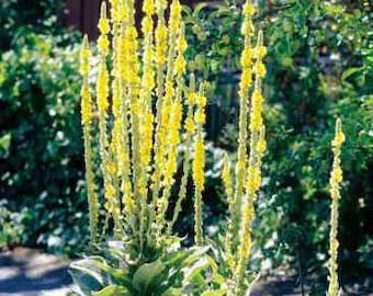 10,000 Mullein Verbascum thapsus |, Organic Wild Flowers, Attract Dragon-Flies (Enough for 2 acres)