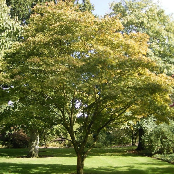 250+ Seeds Stately Green Japanese Maple:Beni Kawa Acer Palmatum