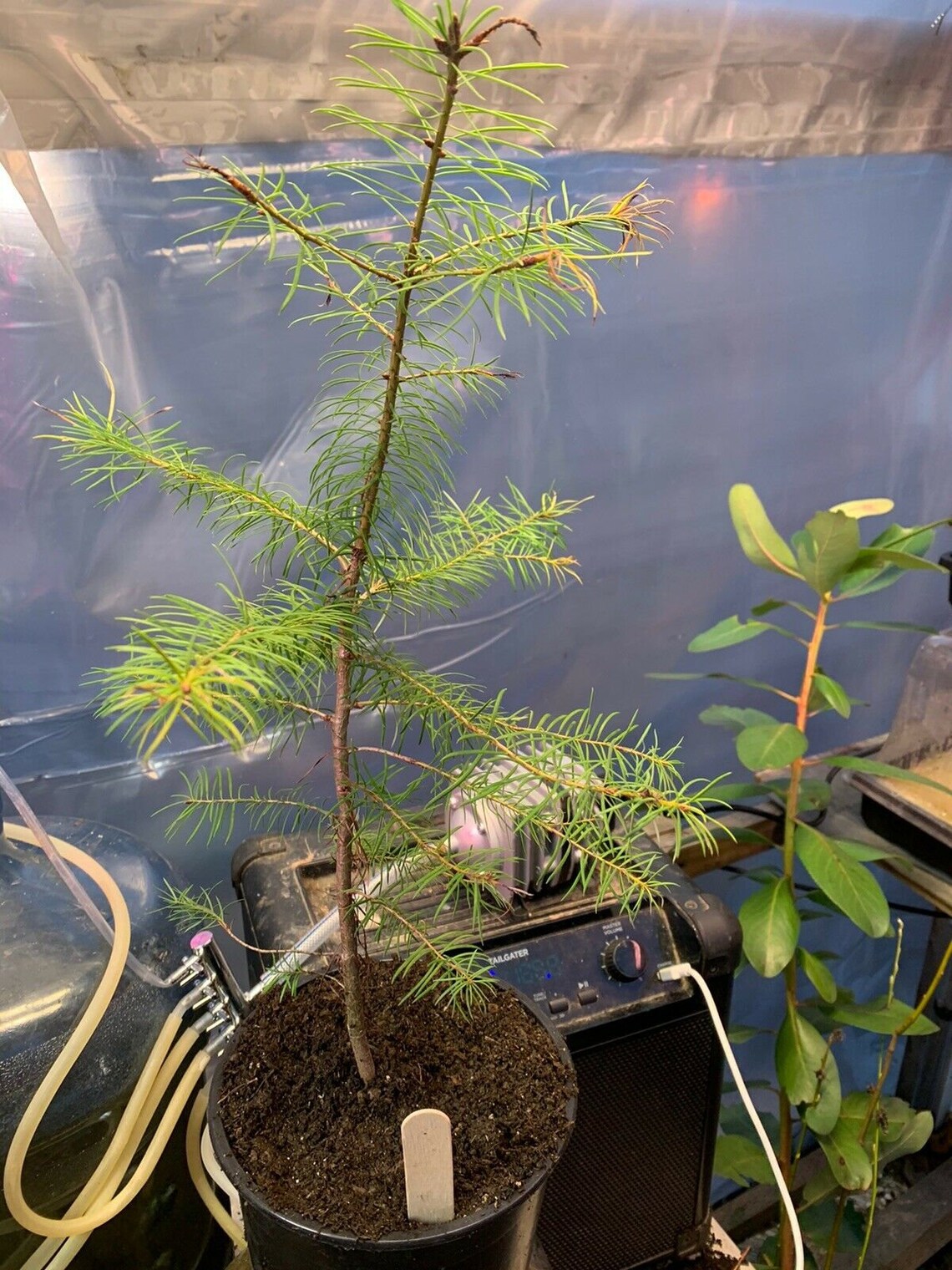 Gourmet Oregon White Truffle Inoculated Douglas Fir Inoculated Etsy