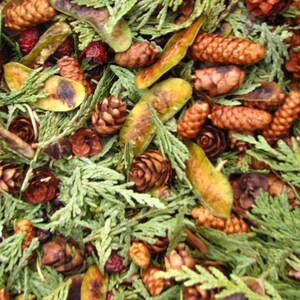 May include: A close-up view of a natural arrangement featuring small brown pine cones, green cedar sprigs, and dried seed pods. The composition includes red berries and various textures, creating a rustic, earthy aesthetic. The image showcases a variety of natural elements.