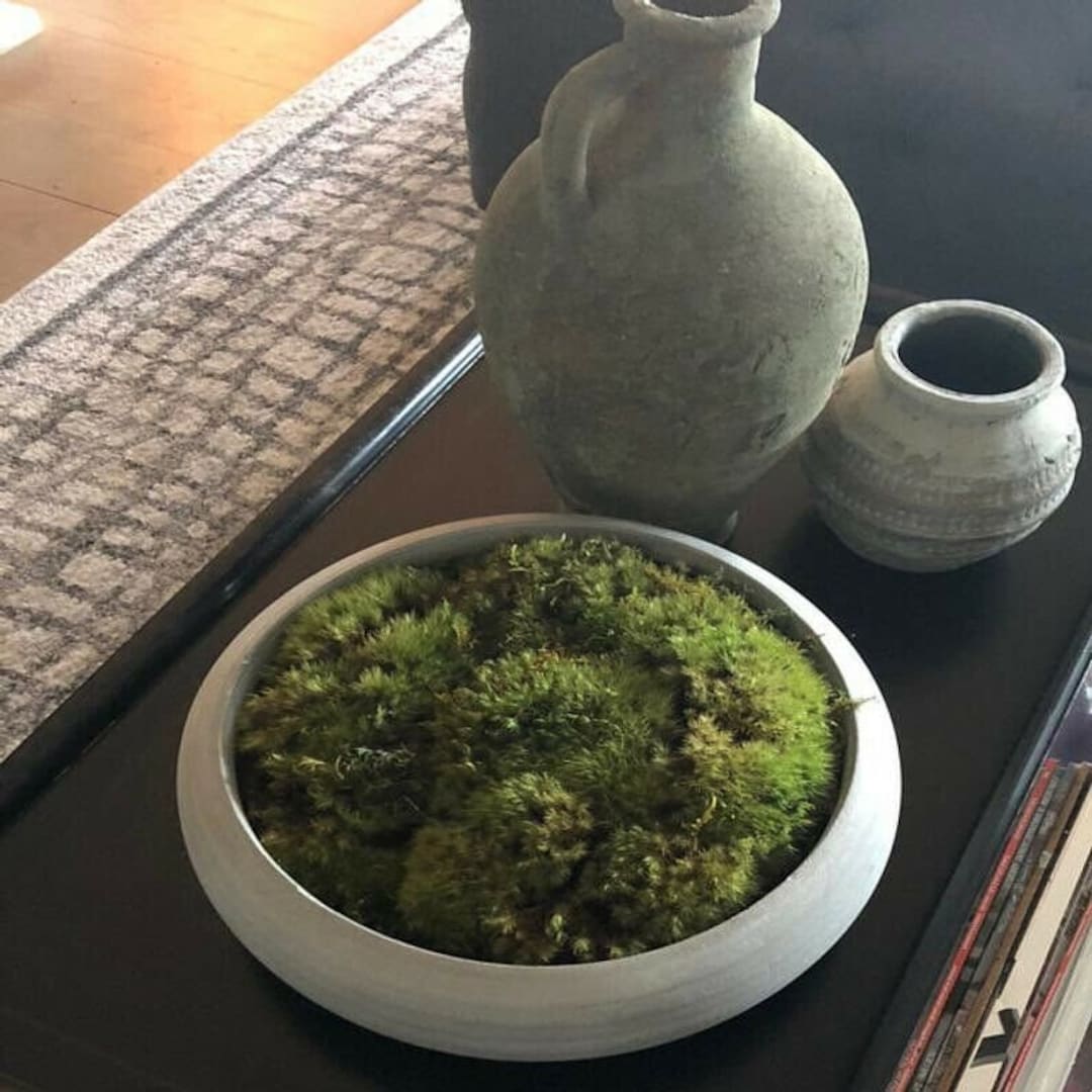 2 Gal Live Patch Moss Live Clump Moss Live Florists Moss Etsy