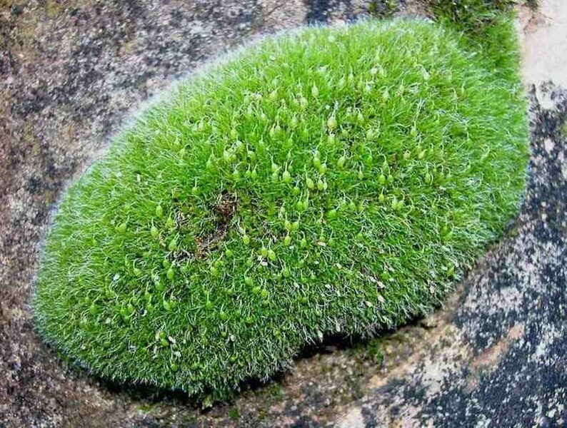 20 Square Feet LIVING Patch Moss Pillow Moss Bun Moss Cushion Etsy