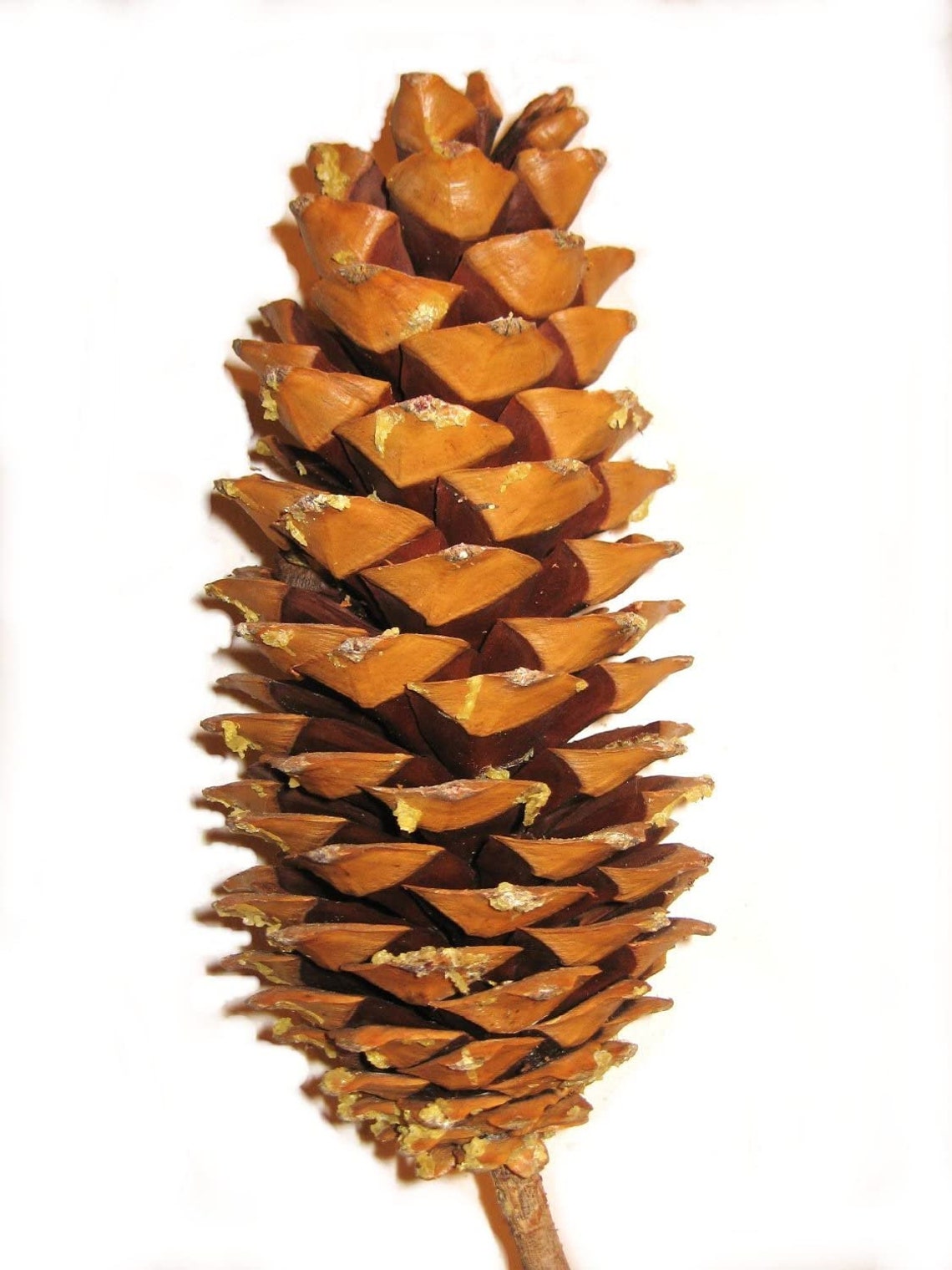 10 Huge Sugar Pine Cones 1215 Selectively Wild Etsy