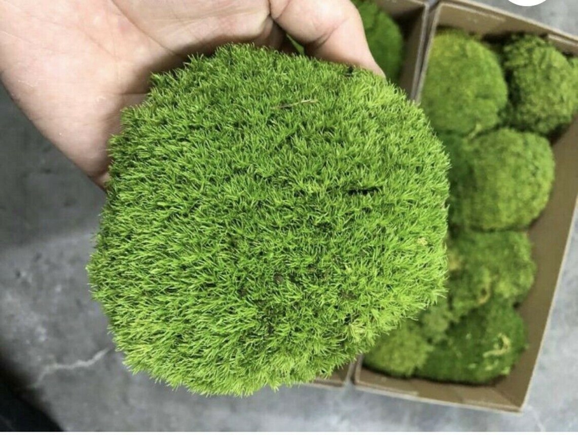 5 Gal Live Forest Patch Moss Live Florists Moss Gently Etsy