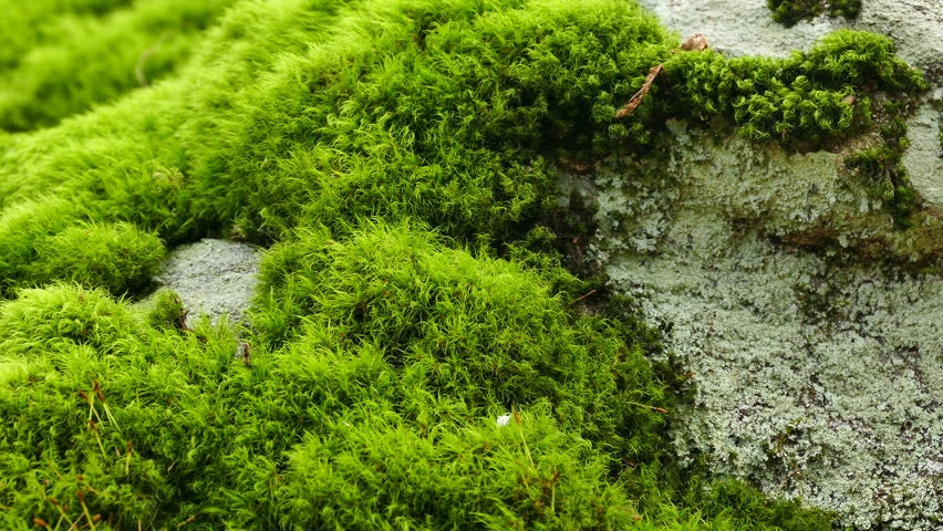 Where to buy live moss 🛍️ 🌱 Source the best varieties for your
